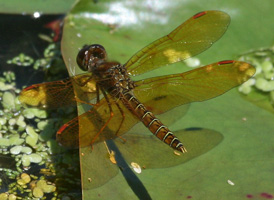 Eastern Amberwing